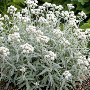 Anaphalis triplinervis Silberregen - Perlekurv