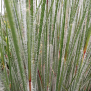 Schizachyrium scoparium Ha Ha Tonka - Kalkunfod