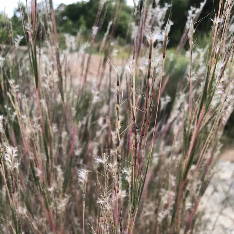 Andropogon scoparium - Kalkunfod 
