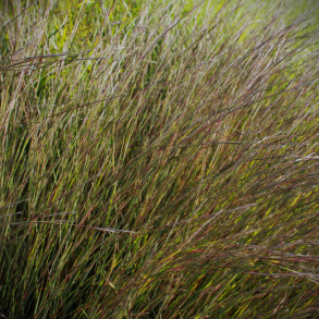 Andropogon scoparius Wildwest - Pr�riesk�ggr�s