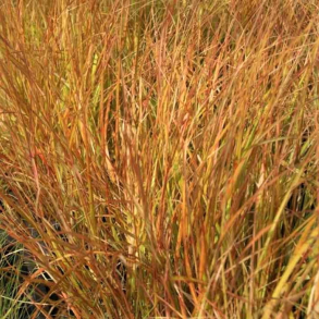 Anemanthele lessoniana Sirocco - Regnbuegr�s