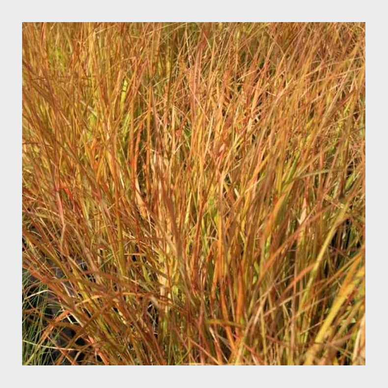 Anemanthele lessoniana Sirocco - Regnbuegrs