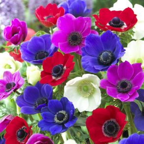 Anemone coronaria De Caen - Fransk Anemone 12 l�g str. 8/+ ikke i potte