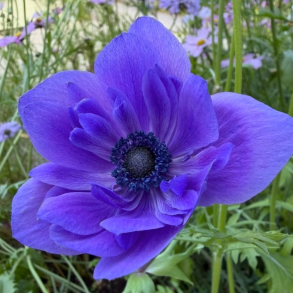 Anemone coronaria Lord Lieutenant - Fransk Anemone 12 l�g str.8/+ ikke i potte