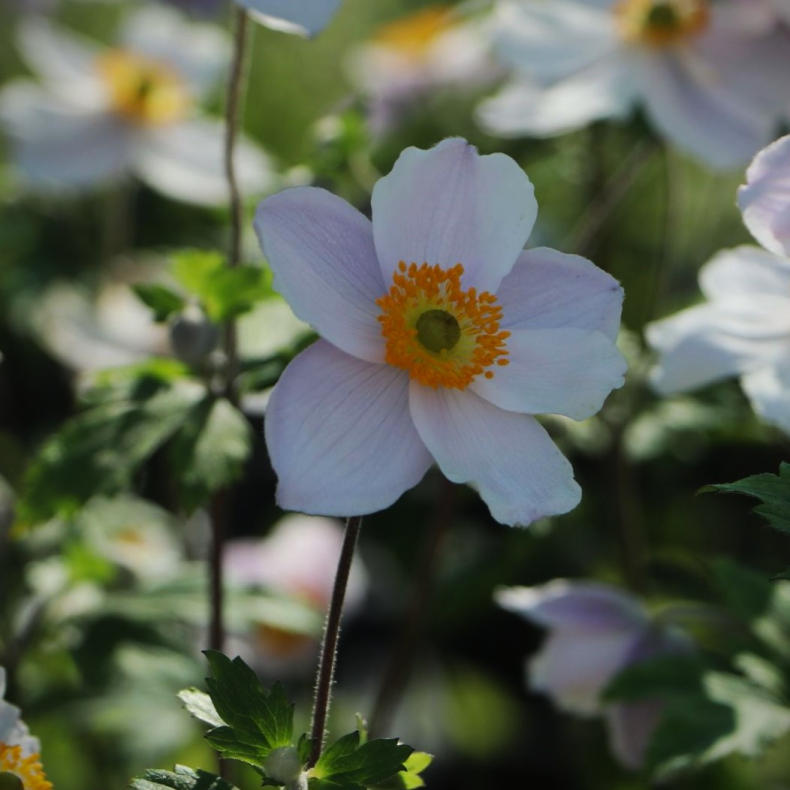 Anemone hupehensis Dreaming Swan - H�stanemone