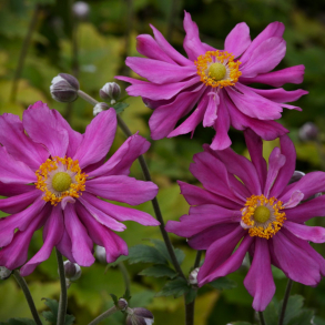 Anemone hupehensis Prinz Heinrich - H�stanemone 