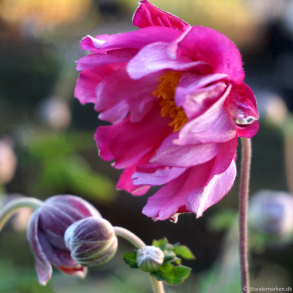 Anemone hupehensis Prinz Heinrich - H�stanemone 