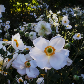Anemone hybrida Elfin Swan - H�stanemone