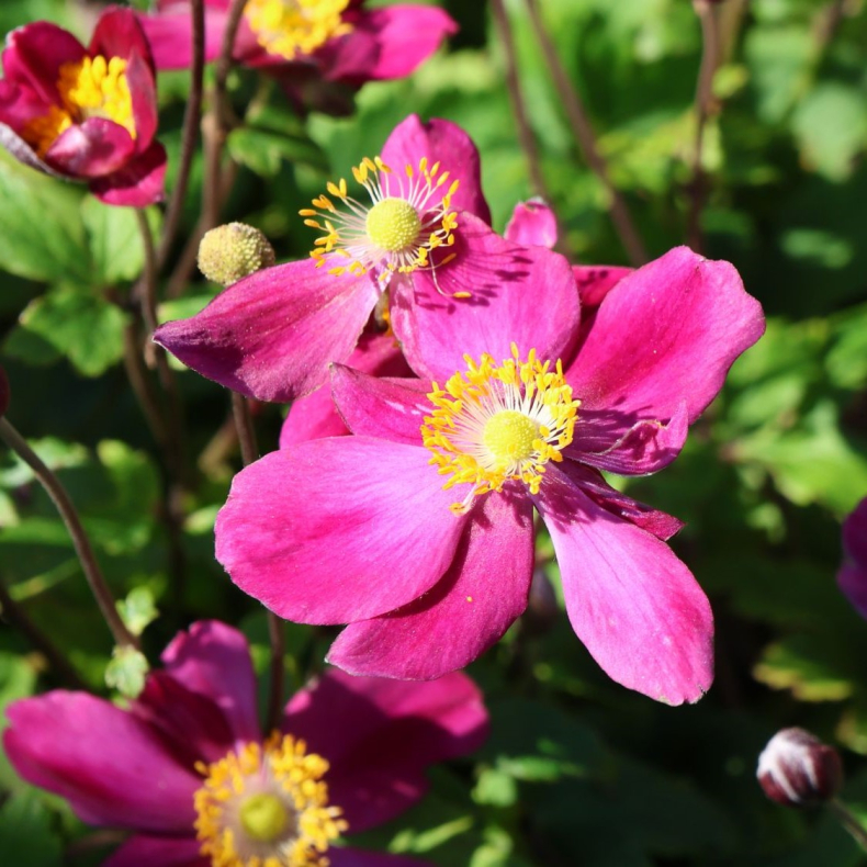 Anemone hybrida Fantasy Ariel - H�stanemone
