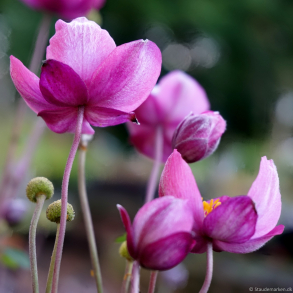 Anemone hybrida Fantasy Ariel - H�stanemone