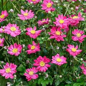Anemone hybrida Fantasy Aurora - H�stanemone