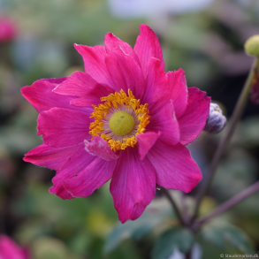 Anemone hybrida Fantasy Aurora - H�stanemone 1L