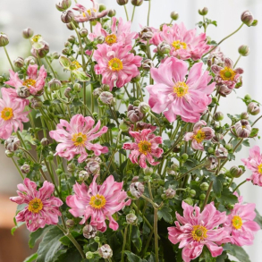 Anemone hybrida Fantasy Belle - H�stanemone