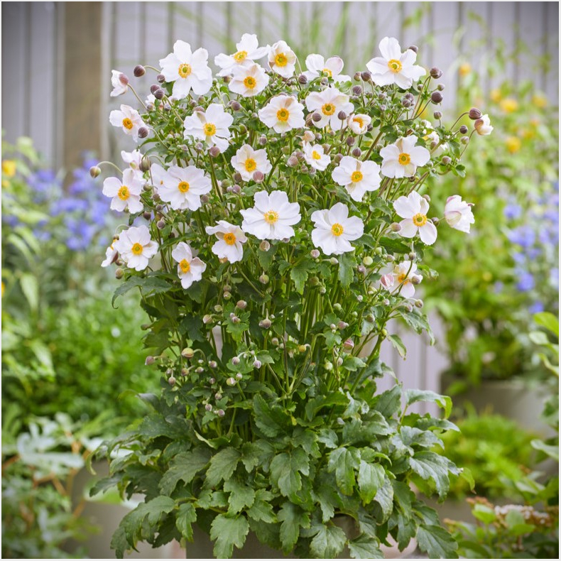 Anemone hybrida Fantasy Elsa - Hstanemone