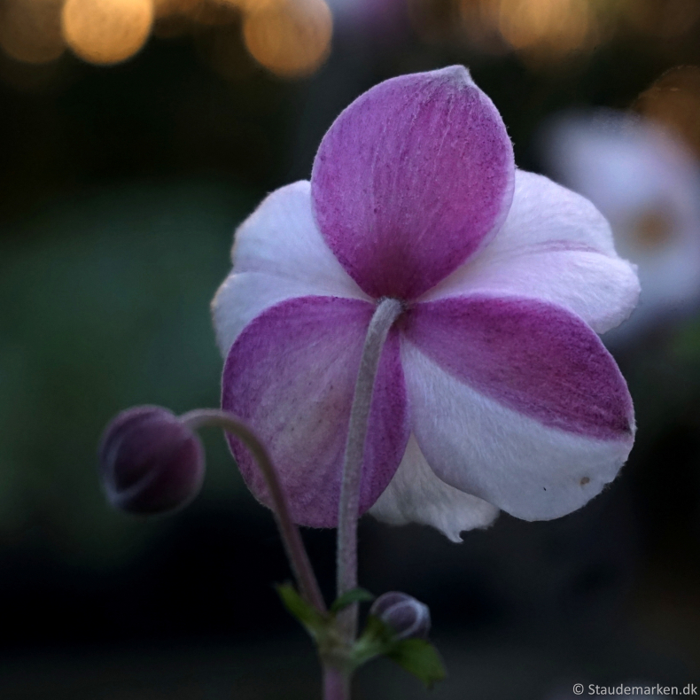 Anemone hybrida Fantasy Elsa - H�stanemone