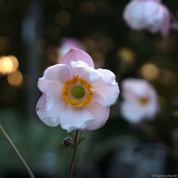 Anemone hybrida Fantasy Elsa - H�stanemone
