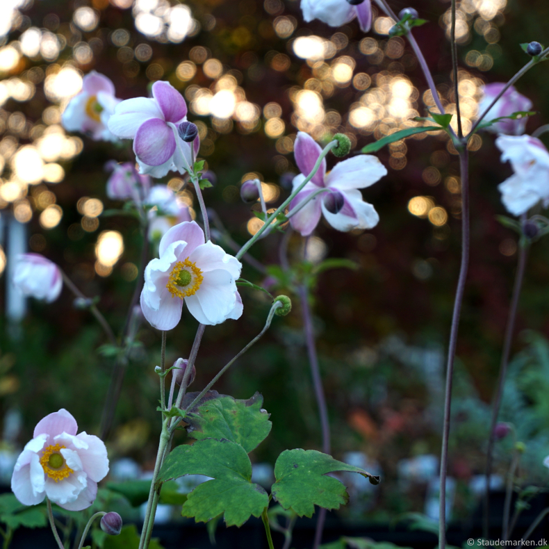 Anemone hybrida Fantasy Elsa - H�stanemone