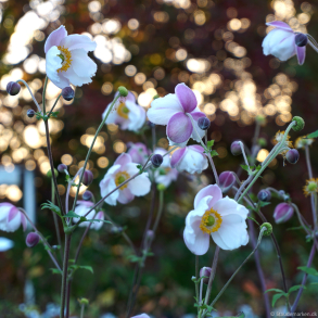 Anemone hybrida Fantasy Elsa - H�stanemone