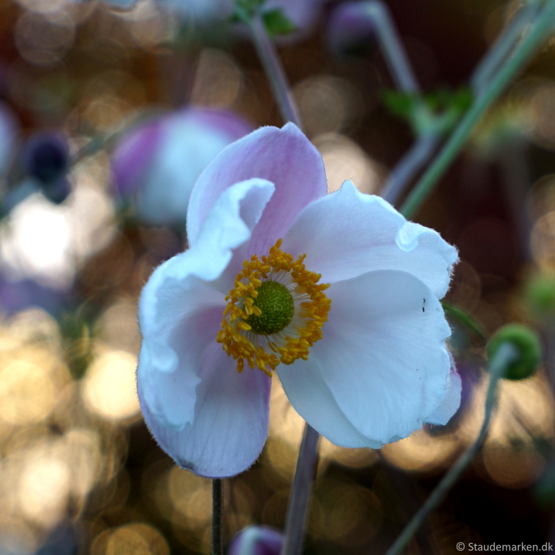Anemone hybrida Fantasy Elsa - H�stanemone