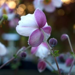Anemone hybrida Fantasy Elsa - H�stanemone