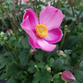 Anemone hybrida Fantasy Jasmine - H�stanemone