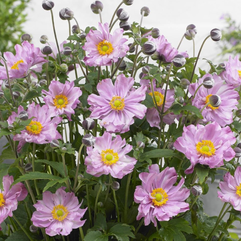 Anemone hybrida Fantasy Pocahontas - H�stanemone