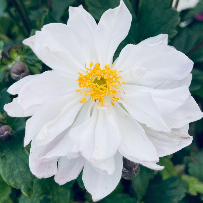 Anemone hybrida Fantasy Rapunzel - H�stanemone