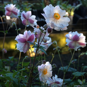 Anemone hybrida Fantasy Rapunzel - H�stanemone