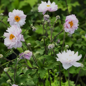 Anemone hybrida Frilly Knickers - H�stanemone