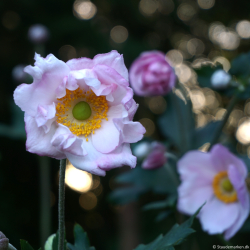 Anemone hybrida K�ningen Charlotte - H�stanemone
