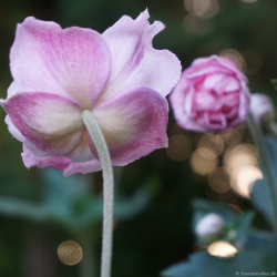 Anemone hybrida K�ningen Charlotte - H�stanemone
