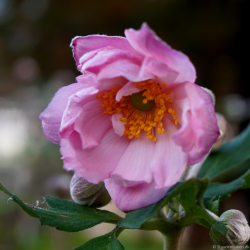 Anemone hybrida K�ningen Charlotte - H�stanemone