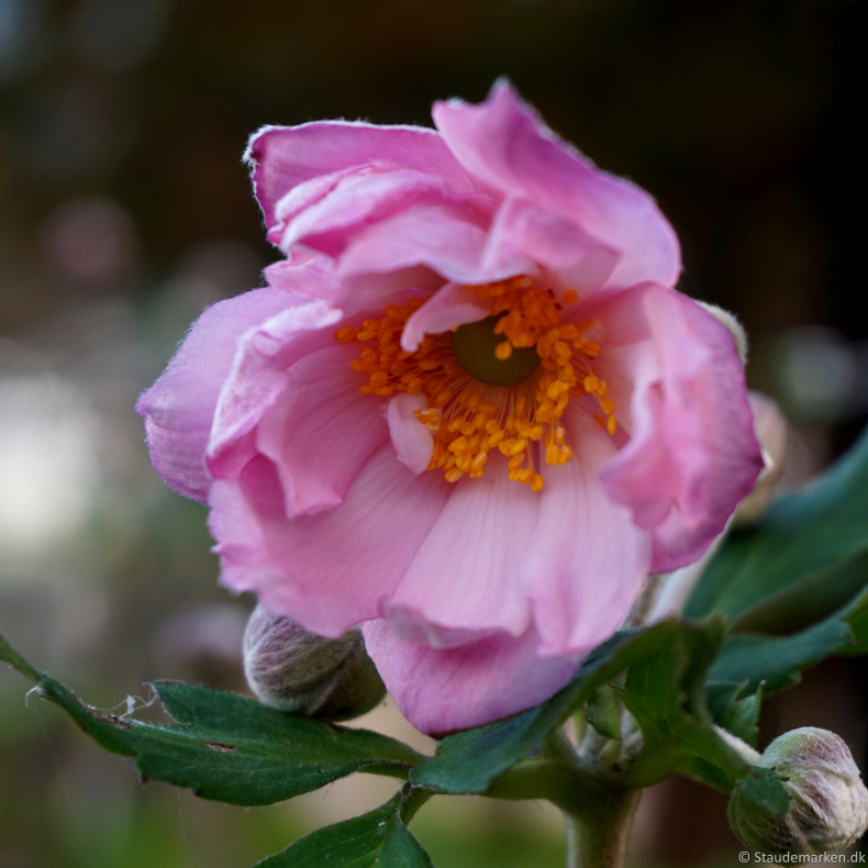 Anemone hybrida K�ningen Charlotte - H�stanemone