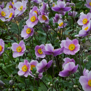 Anemone hybrida Regal Swan - H�stanemone