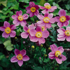 Anemone hybrida September Charm - H�stanemone 