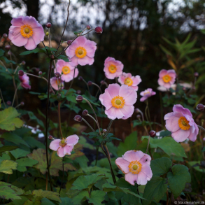 Anemone hybrida September Charm - H�stanemone 