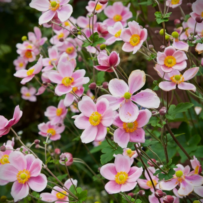 Anemone hybrida Serenade - Hstanemone