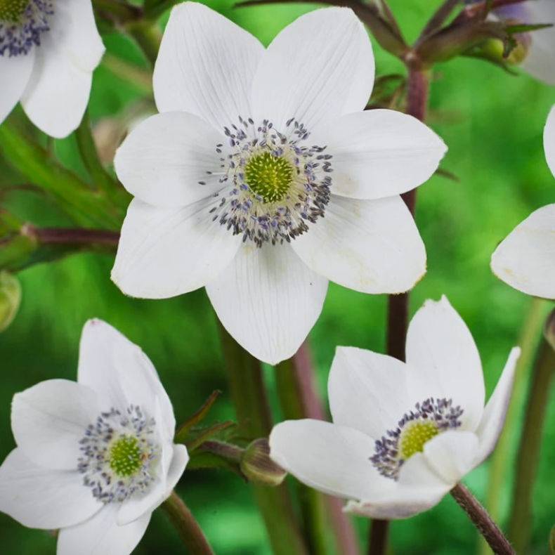Anemone leveillei - Anemone