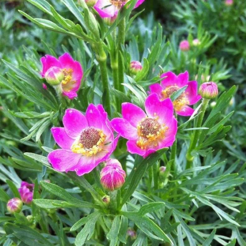 Anemone multifida Annabella Deep Rose - Anemone