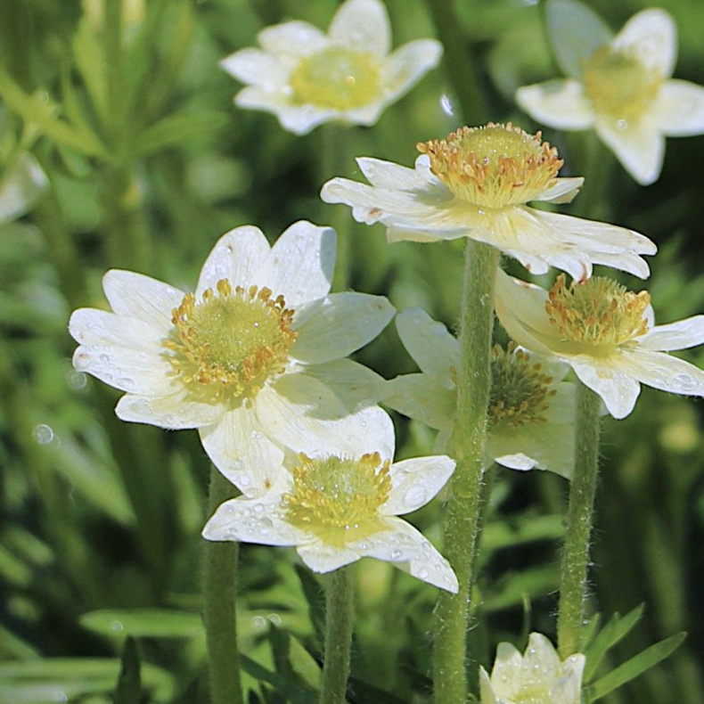 Anemone multifida Annabella White - For�rsanemone