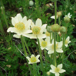 Anemone multifida Major - For�rsanemone