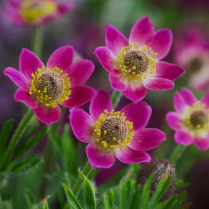 Anemone multifida Rubra - Anemone