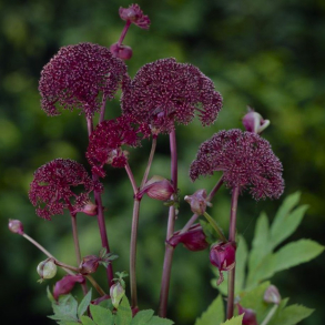 Angelica gigas - R�d kvan