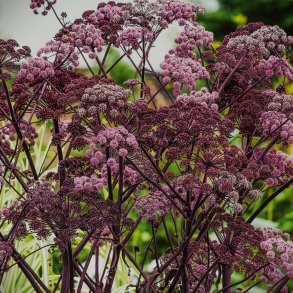  Angelica sylvestris Purpurea - Angelik