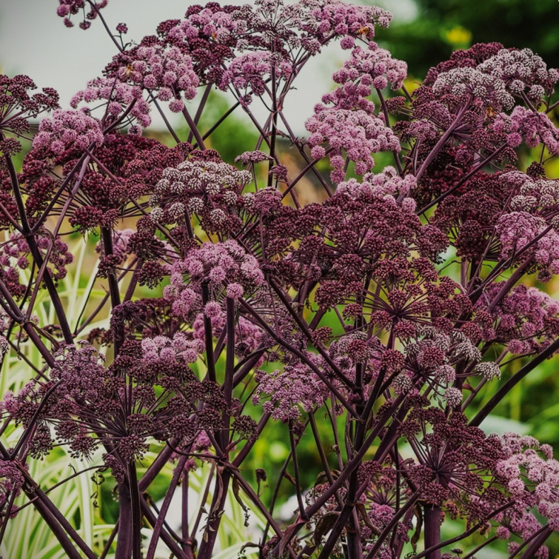  Angelica sylvestris Purpurea - Angelik