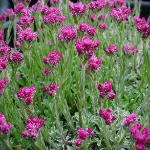 Antennaria dioica Alex Duguid - Kattefod