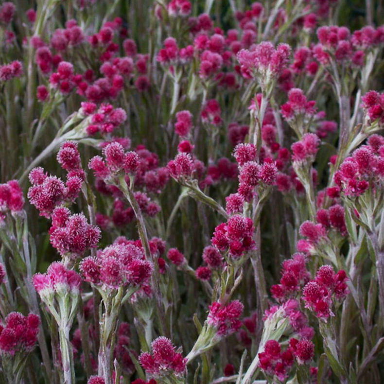 Antennaria dioica Rubra - Kattefod