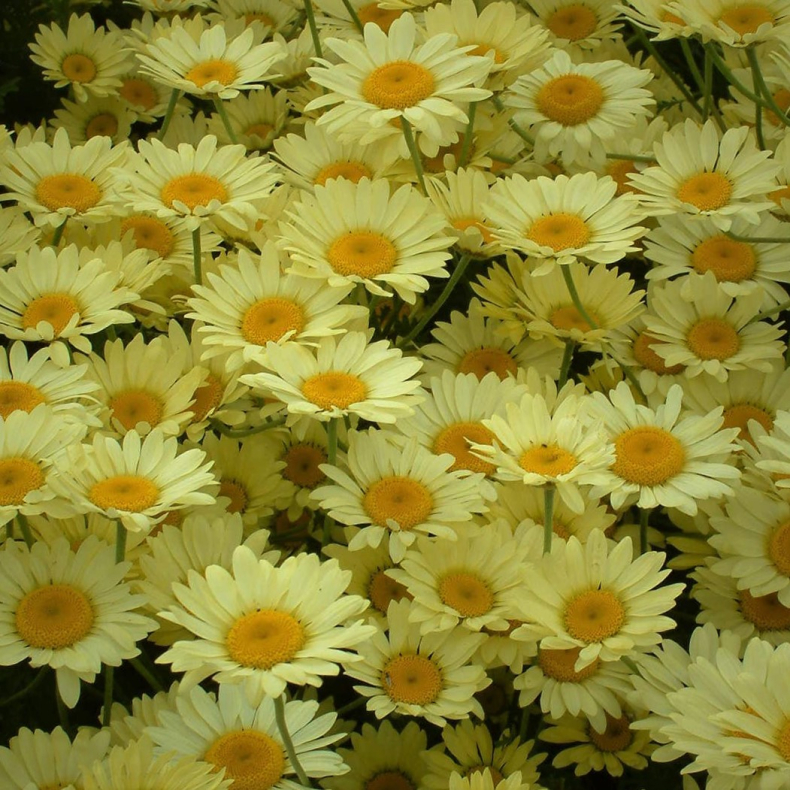 Anthemis hybrida E.C.Buxton - G�seurt