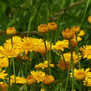 Anthemis hybrida Kelwayi - G�seurt