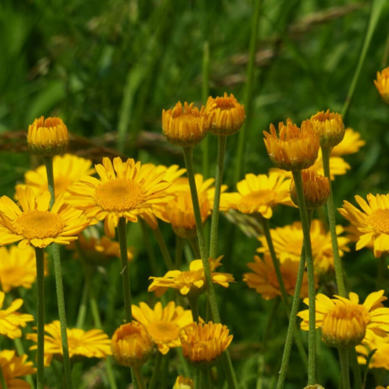 Anthemis hybrida Kelwayi - G�seurt